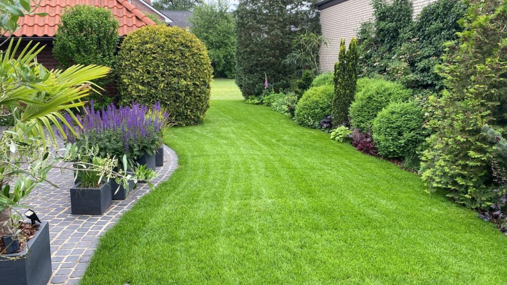 Frisch verlegter Rollrasen mit Beeteinfassung, Formgehölzen und Pflanzkübeln