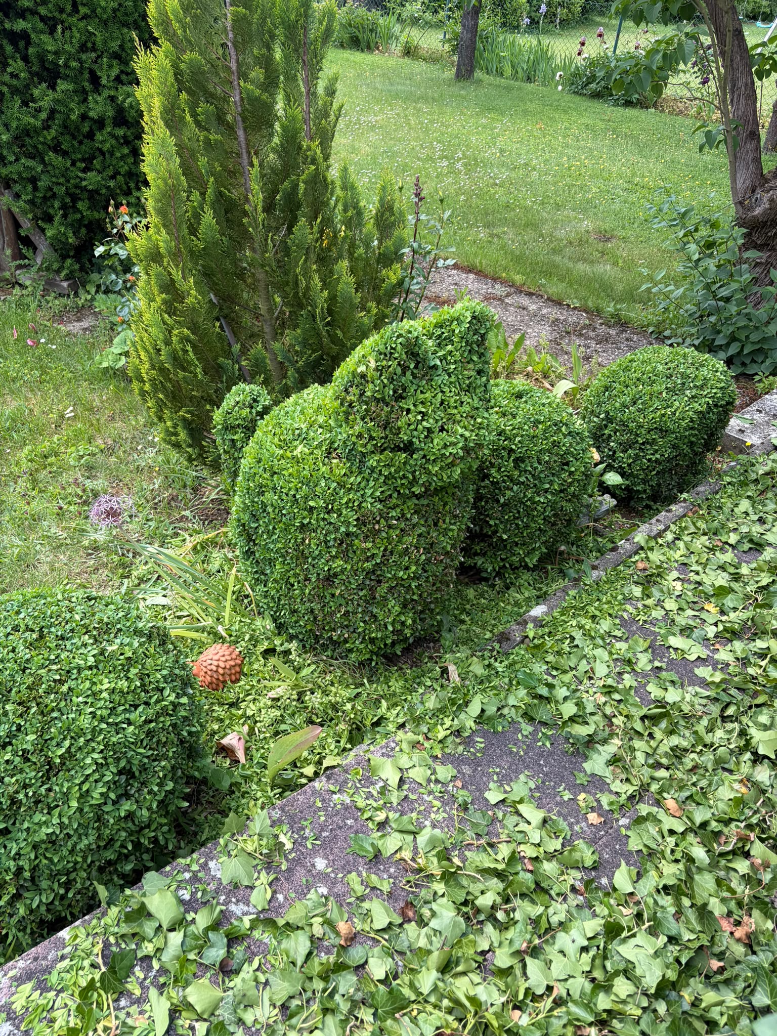 Formgeschnittene Buchsgehölze und Bodendecker in einem gepflegten Beet