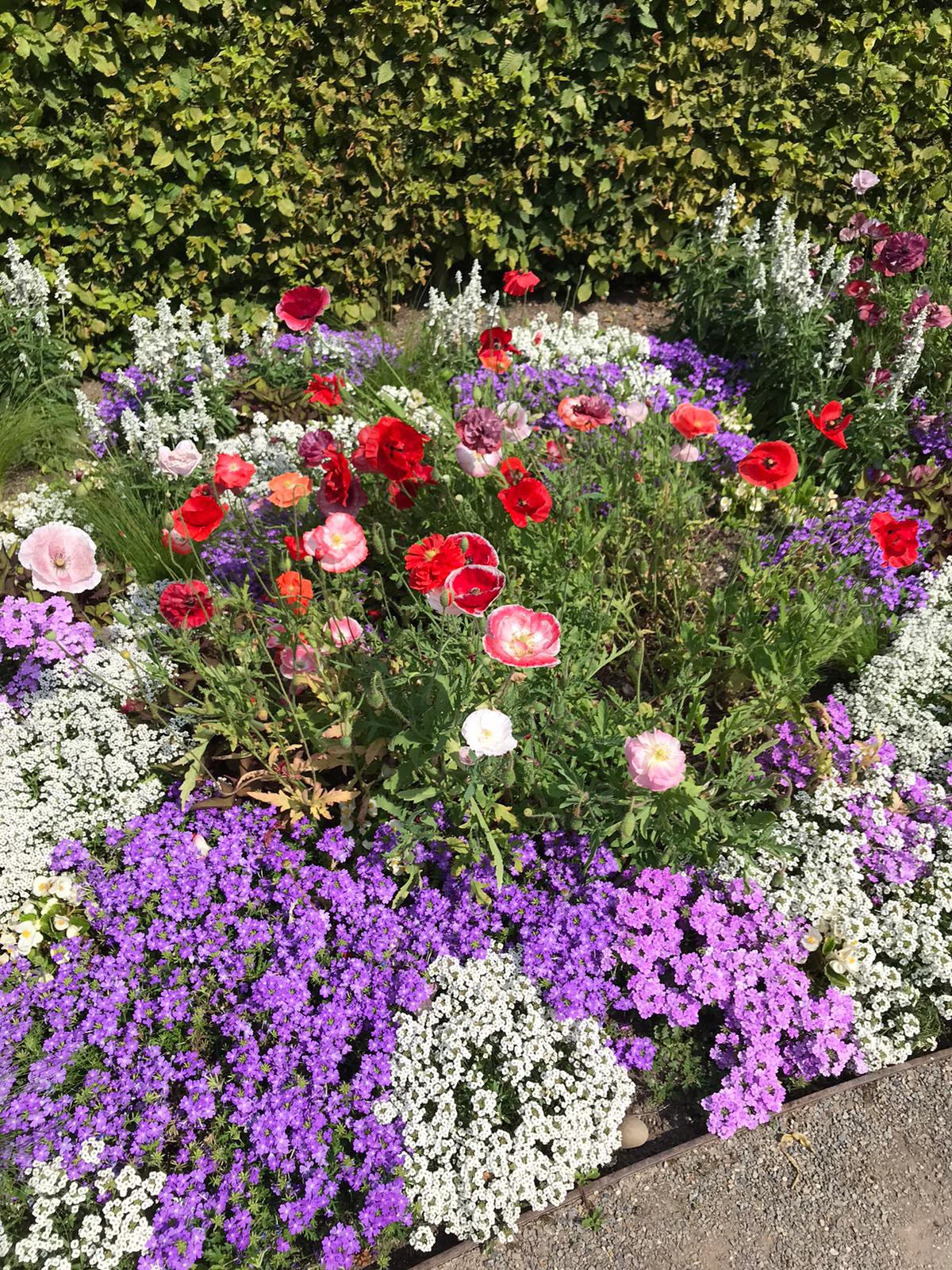 Blühendes Sommerbeet mit Rosen und Polsterstauden vor einer geschnittenen Hecke