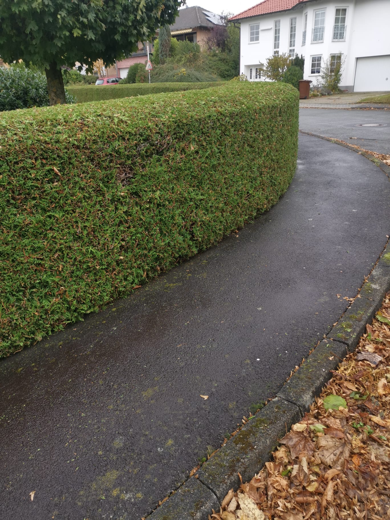 Lange, frisch geschnittene Hecke entlang einer Grundstückszufahrt