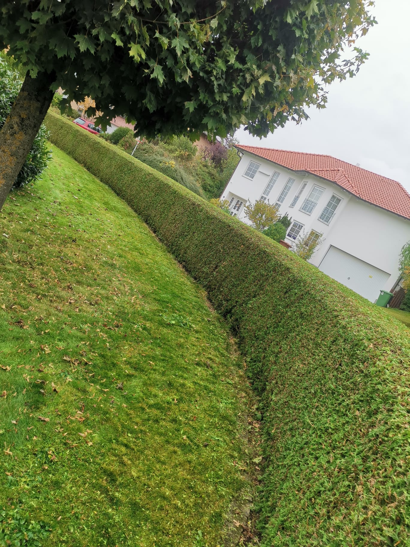 Präzise geschnittene Hecke entlang einer Grundstückseinfahrt