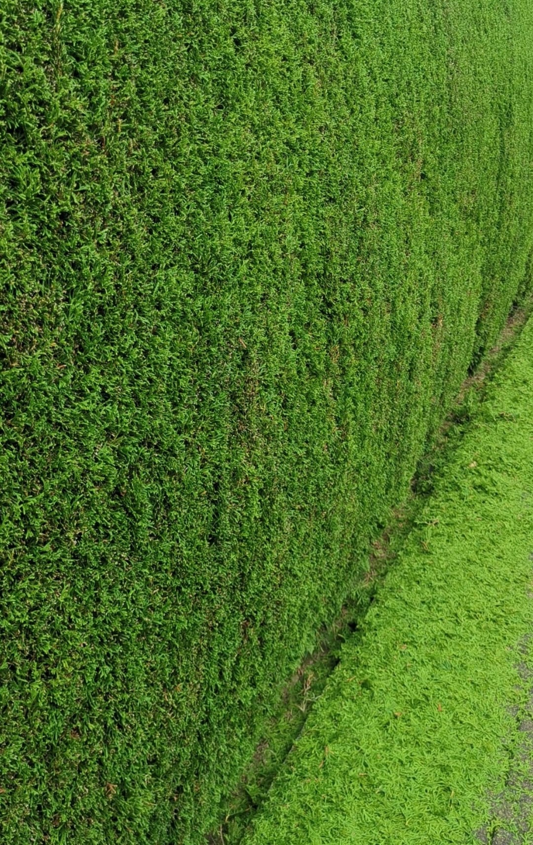 Nahaufnahme einer frisch geschnittenen Hecke über gemähtem Rasen